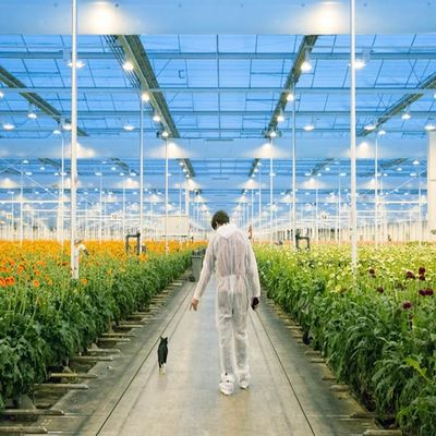 İyi bir fiyat. Adjustable Light Sustainable Steel Film Greenhouse Solar System çevrimiçi